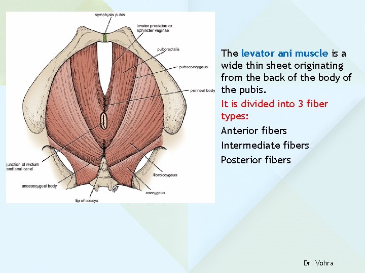 The levator ani muscle is a wide thin sheet originating from the back of