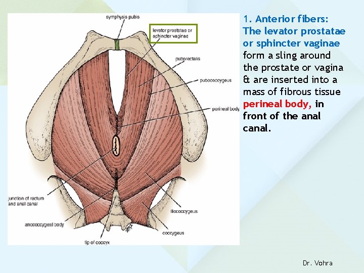 1. Anterior fibers: The levator prostatae or sphincter vaginae form a sling around the