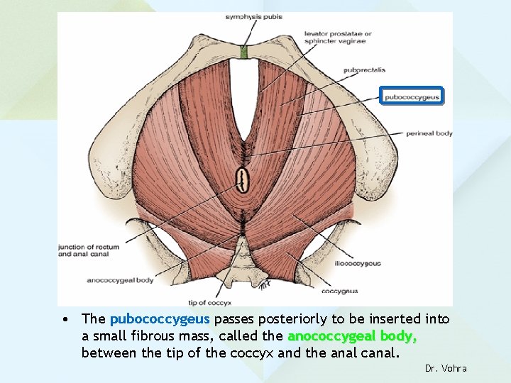  • The pubococcygeus passes posteriorly to be inserted into a small fibrous mass,