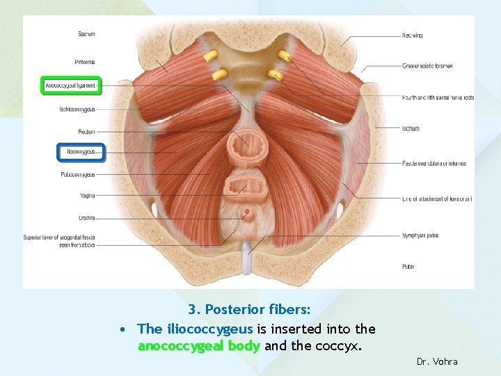 3. Posterior fibers: • The iliococcygeus is inserted into the anococcygeal body and the