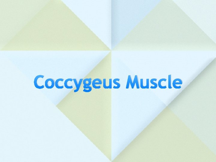 Coccygeus Muscle 