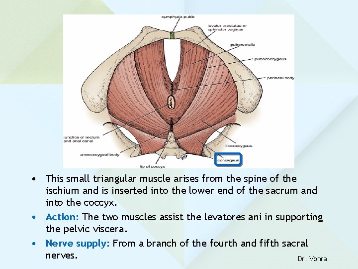  • This small triangular muscle arises from the spine of the ischium and