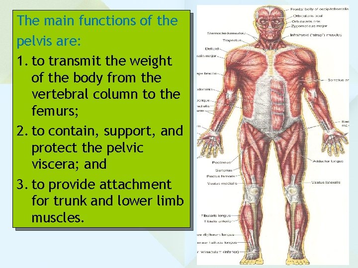 The main functions of the pelvis are: 1. to transmit the weight of the