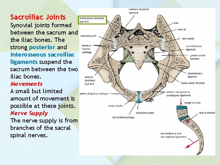Sacroiliac Joints Synovial joints formed between the sacrum and the iliac bones. The strong