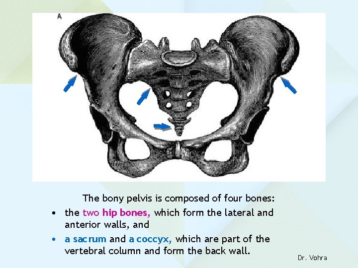 The bony pelvis is composed of four bones: • the two hip bones, which