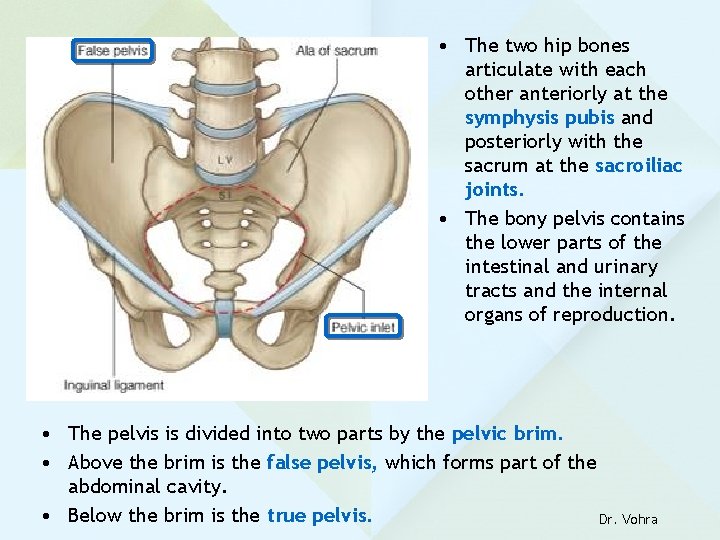  • The two hip bones articulate with each other anteriorly at the symphysis