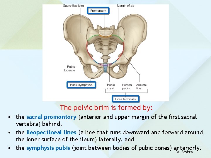 The pelvic brim is formed by: • the sacral promontory (anterior and upper margin