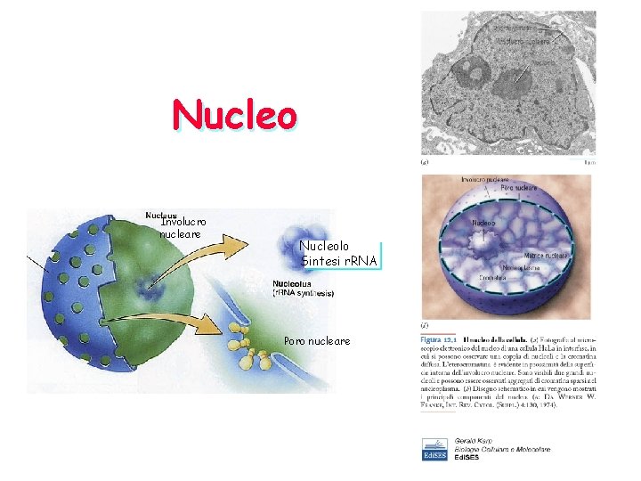 Nucleo Involucro nucleare Nucleolo Sintesi r. RNA Poro nucleare 
