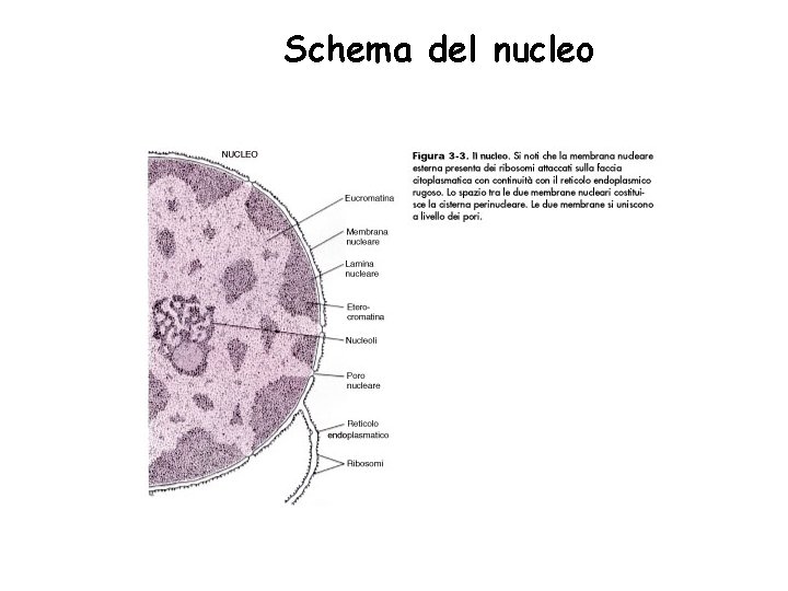 Schema del nucleo 