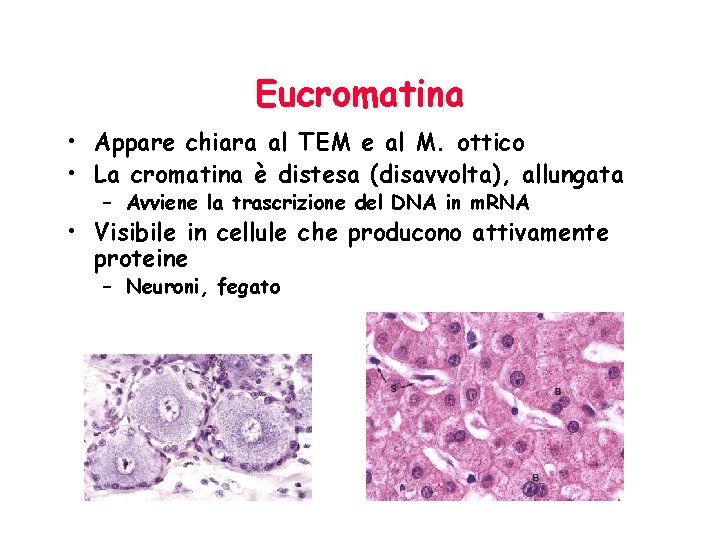 Eucromatina • Appare chiara al TEM e al M. ottico • La cromatina è