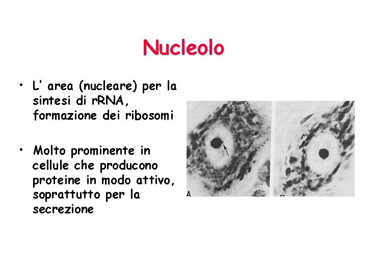 Nucleolo • L’ area (nucleare) per la sintesi di r. RNA, formazione dei ribosomi