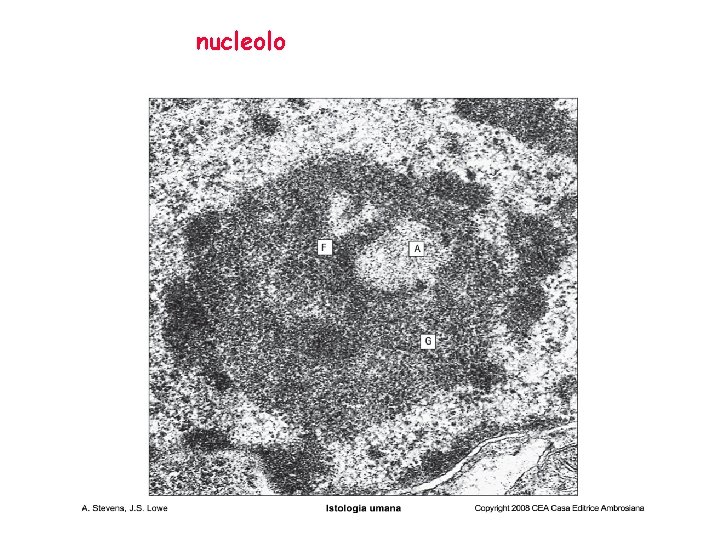 nucleolo 