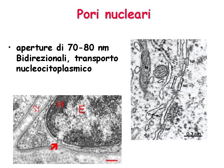 Pori nucleari • aperture di 70 -80 nm Bidirezionali, transporto nucleocitoplasmico 