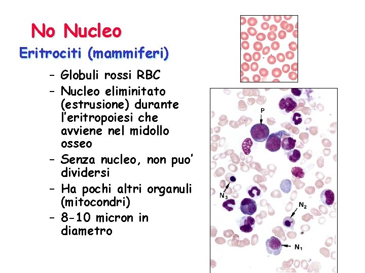 No Nucleo Eritrociti (mammiferi) – Globuli rossi RBC – Nucleo eliminitato (estrusione) durante l’eritropoiesi