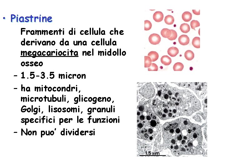  • Piastrine Frammenti di cellula che derivano da una cellula megacariocita nel midollo