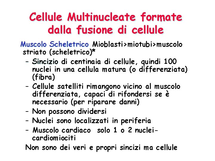 Cellule Multinucleate formate dalla fusione di cellule Muscolo Scheletrico Mioblasti>miotubi>muscolo striato (scheletrico)* – Sincizio
