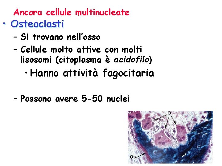 Ancora cellule multinucleate • Osteoclasti – Si trovano nell’osso – Cellule molto attive con