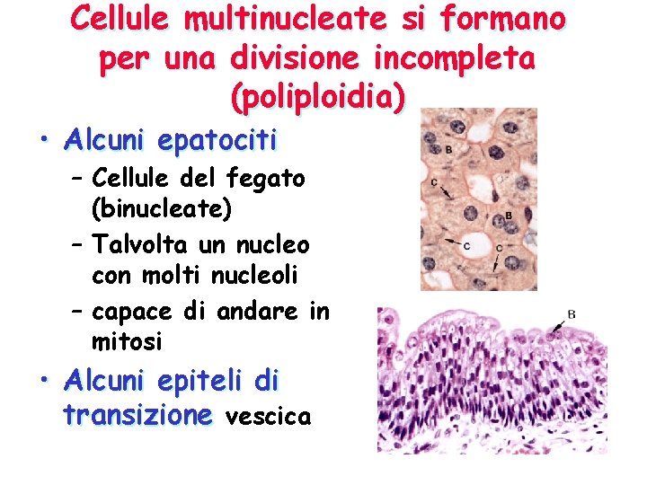 Cellule multinucleate si formano per una divisione incompleta (poliploidia) • Alcuni epatociti – Cellule