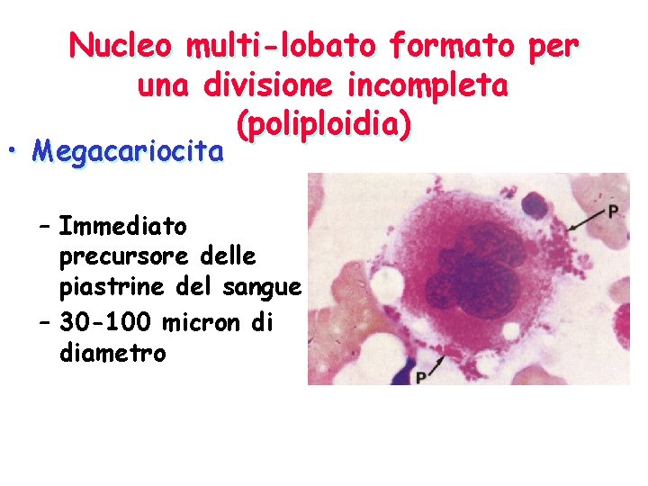 Nucleo multi-lobato formato per una divisione incompleta (poliploidia) • Megacariocita – Immediato precursore delle