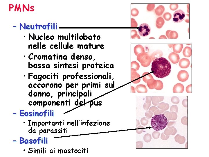 PMNs – Neutrofili • Nucleo multilobato nelle cellule mature • Cromatina densa, bassa sintesi