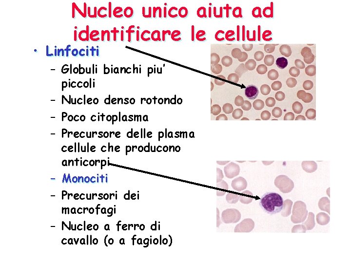 Nucleo unico aiuta ad identificare le cellule • Linfociti – Globuli bianchi piu’ piccoli