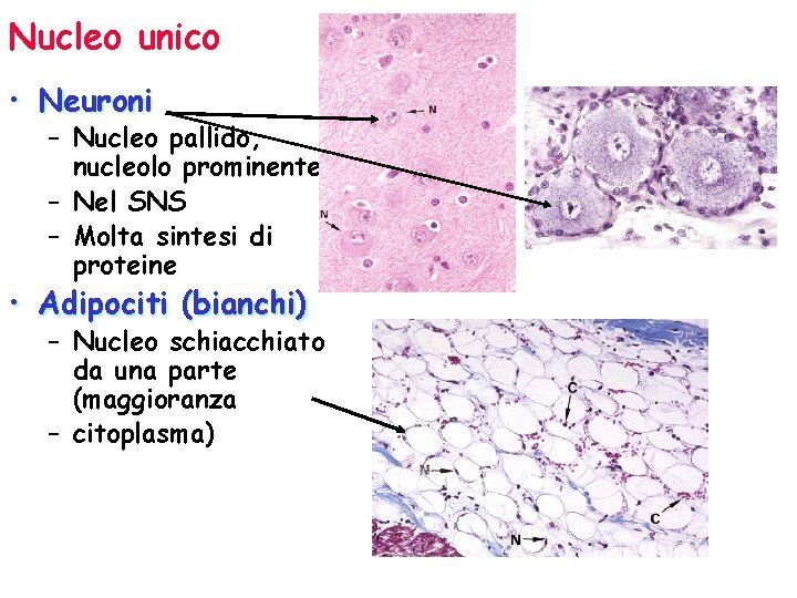Nucleo unico • Neuroni – Nucleo pallido, nucleolo prominente – Nel SNS – Molta