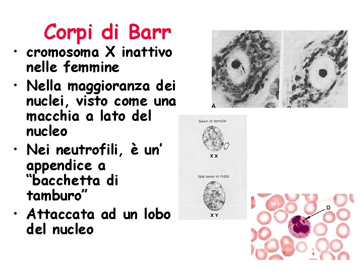 Corpi di Barr • cromosoma X inattivo nelle femmine • Nella maggioranza dei nuclei,