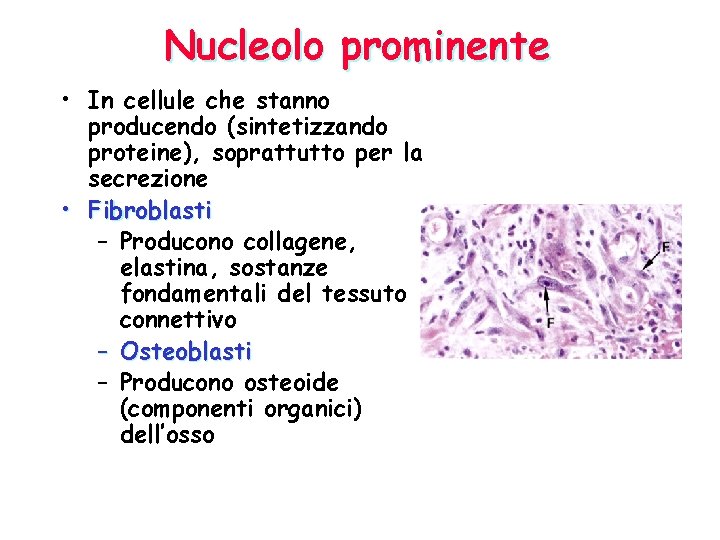 Nucleolo prominente • In cellule che stanno producendo (sintetizzando proteine), soprattutto per la secrezione