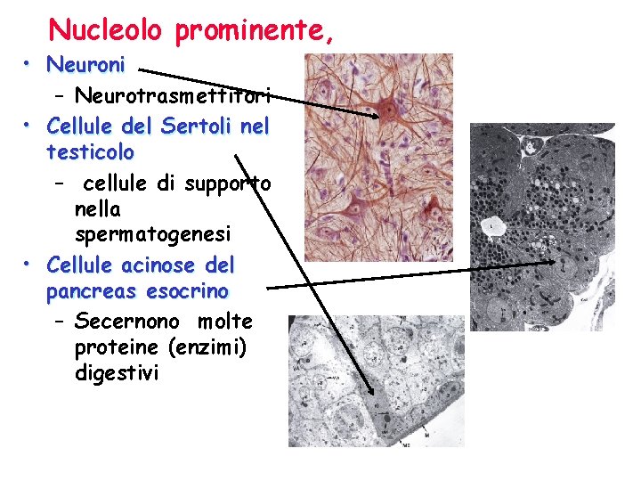 Nucleolo prominente, • Neuroni – Neurotrasmettitori • Cellule del Sertoli nel testicolo – cellule