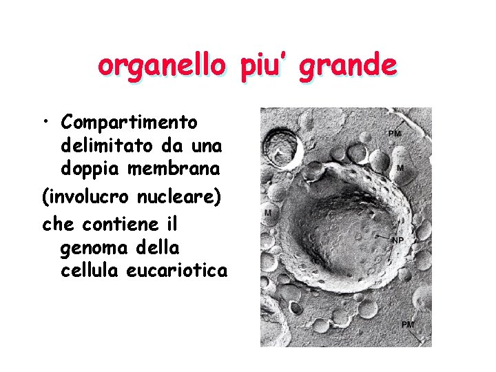 organello piu’ grande • Compartimento delimitato da una doppia membrana (involucro nucleare) che contiene