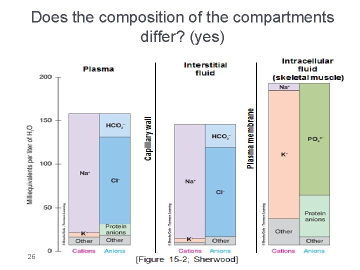 Does the composition of the compartments differ? (yes) 26 