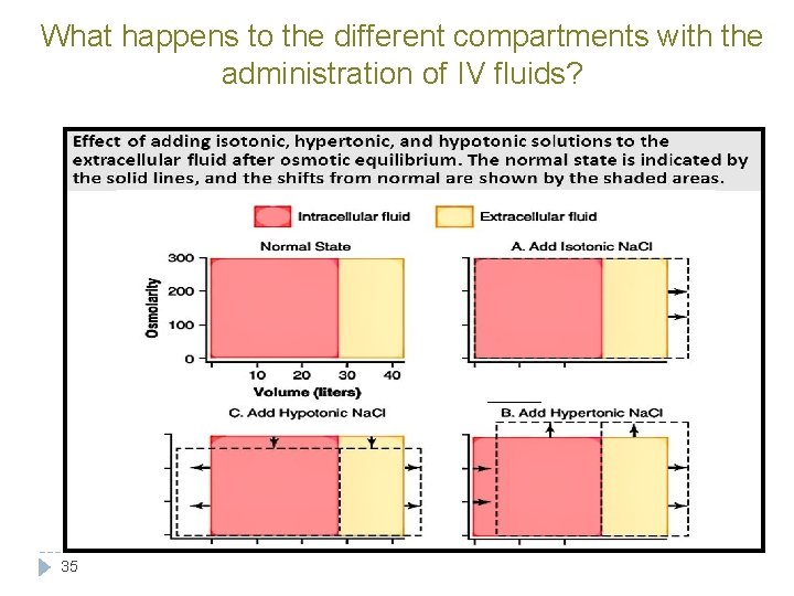 What happens to the different compartments with the administration of IV fluids? 35 