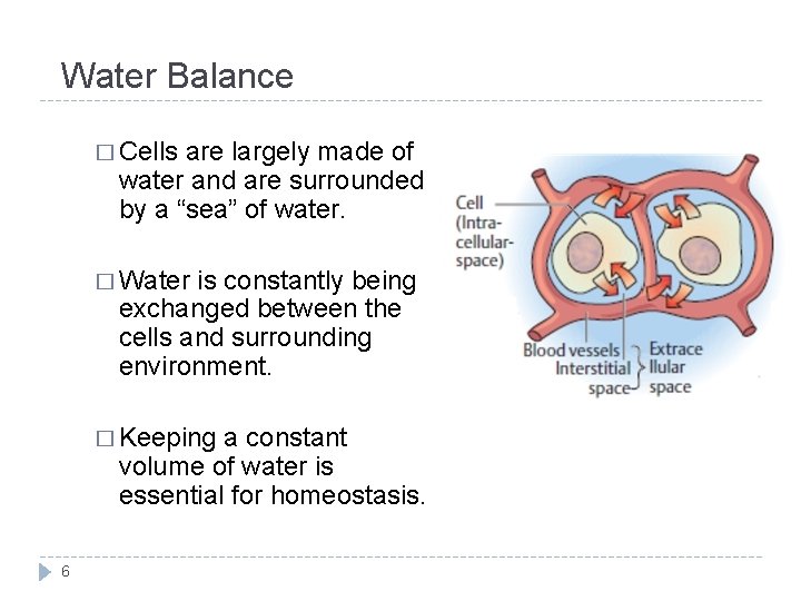 Water Balance � Cells are largely made of water and are surrounded by a