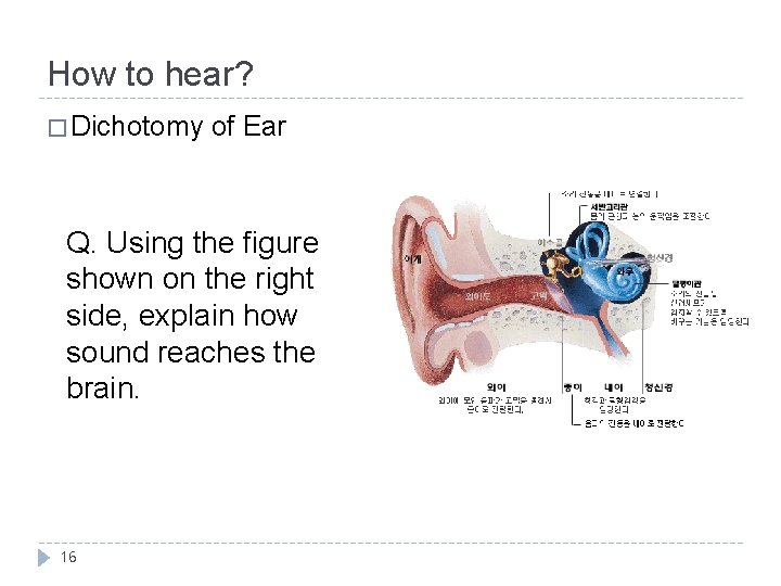How to hear? � Dichotomy of Ear Q. Using the figure shown on the