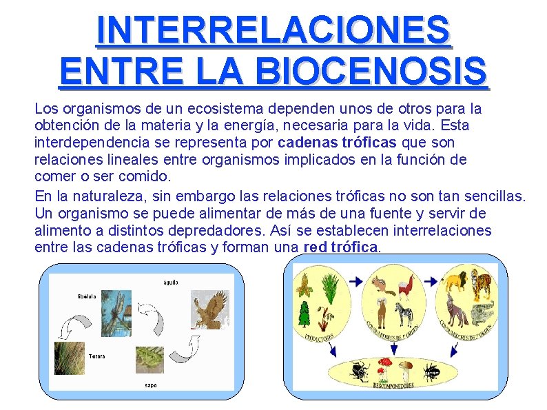 INTERRELACIONES ENTRE LA BIOCENOSIS Los organismos de un ecosistema dependen unos de otros para