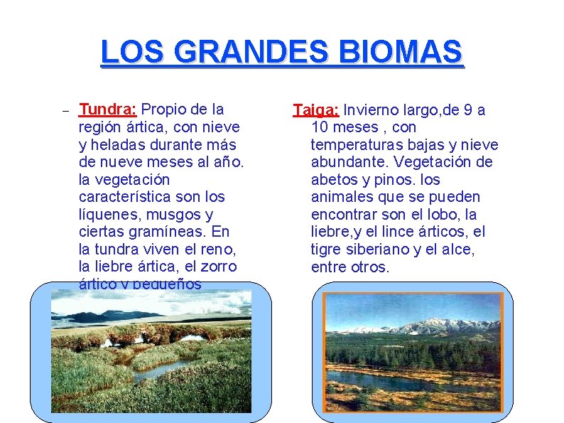 LOS GRANDES BIOMAS – Tundra: Propio de la región ártica, con nieve y heladas