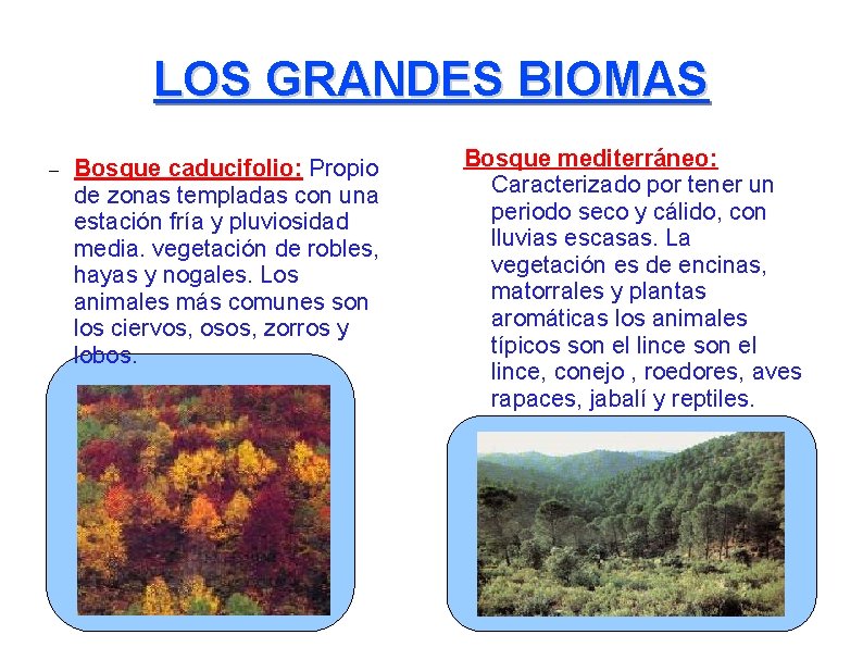 LOS GRANDES BIOMAS – Bosque caducifolio: Propio de zonas templadas con una estación fría