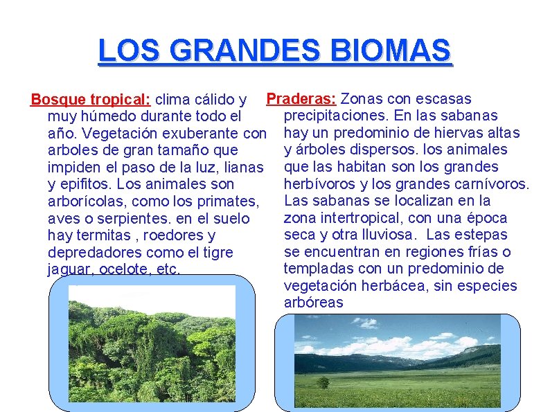 LOS GRANDES BIOMAS Bosque tropical: clima cálido y Praderas: Zonas con escasas precipitaciones. En