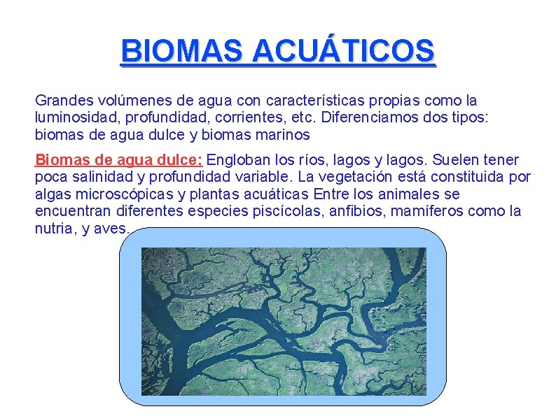 BIOMAS ACUÁTICOS Grandes volúmenes de agua con características propias como la luminosidad, profundidad, corrientes,