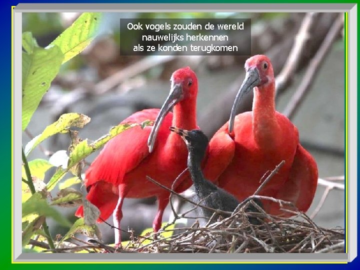 Ook vogels zouden de wereld nauwelijks herkennen als ze konden terugkomen 