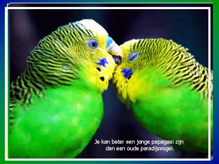 Je kan beter een jonge papagaai zijn dan een oude paradijsvogel. 