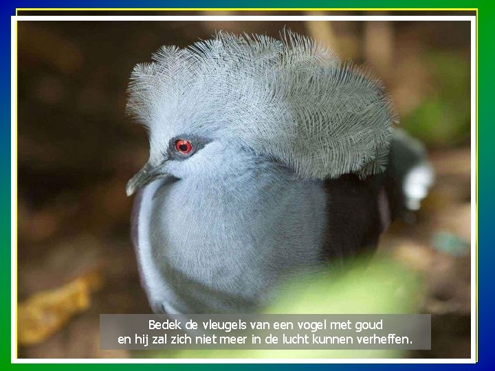 Bedek de vleugels van een vogel met goud en hij zal zich niet meer