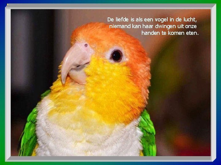 De liefde is als een vogel in de lucht, niemand kan haar dwingen uit