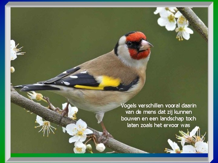 Vogels verschillen vooral daarin van de mens dat zij kunnen bouwen en een landschap