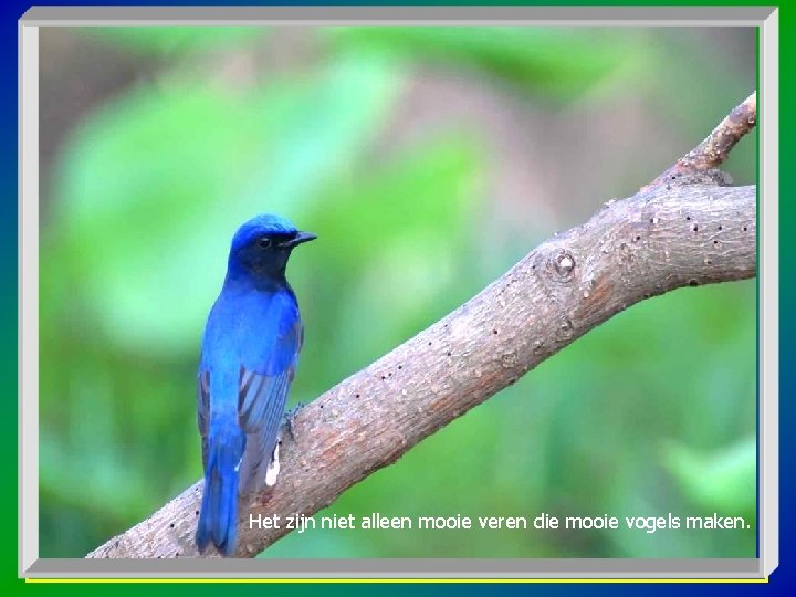 Het zijn niet alleen mooie veren die mooie vogels maken. 