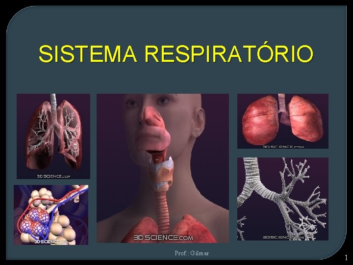 SISTEMA RESPIRATÓRIO Prof. : Gilmar 1 