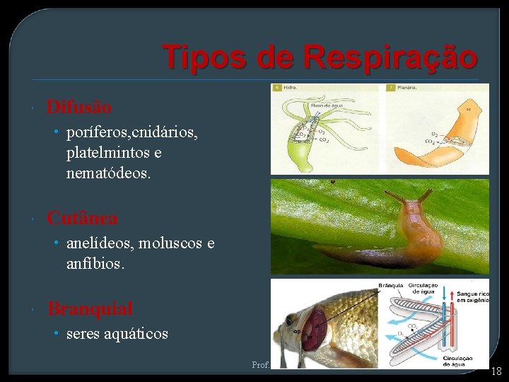 Tipos de Respiração Difusão • poríferos, cnidários, platelmintos e nematódeos. Cutânea • anelídeos, moluscos