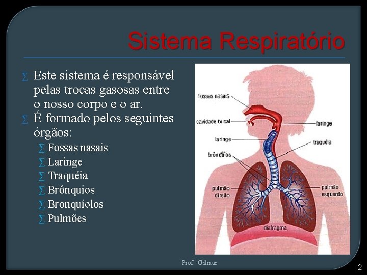 Sistema Respiratório ∑ ∑ Este sistema é responsável pelas trocas gasosas entre o nosso