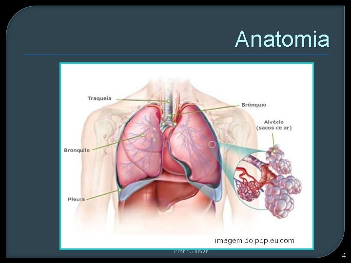 Anatomia Prof. : Gilmar 4 