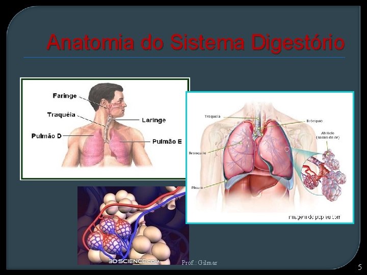 Anatomia do Sistema Digestório Prof. : Gilmar 5 